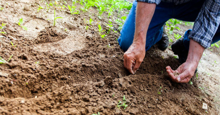 Image of a farmer planting a row of seeds.